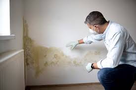 Best Biohazard Mold Removal  in El Paso, IL